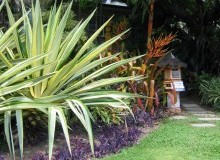 Kwikfynd Tropical Landscaping
newcomb