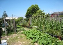 Kwikfynd Vegetable Gardens
newcomb